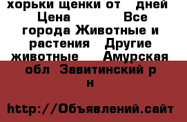 хорьки щенки от 35дней › Цена ­ 4 000 - Все города Животные и растения » Другие животные   . Амурская обл.,Завитинский р-н